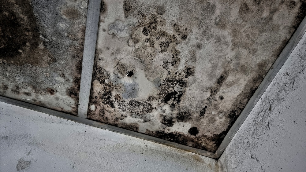 Mold Prevention Needs During Industrial Construction