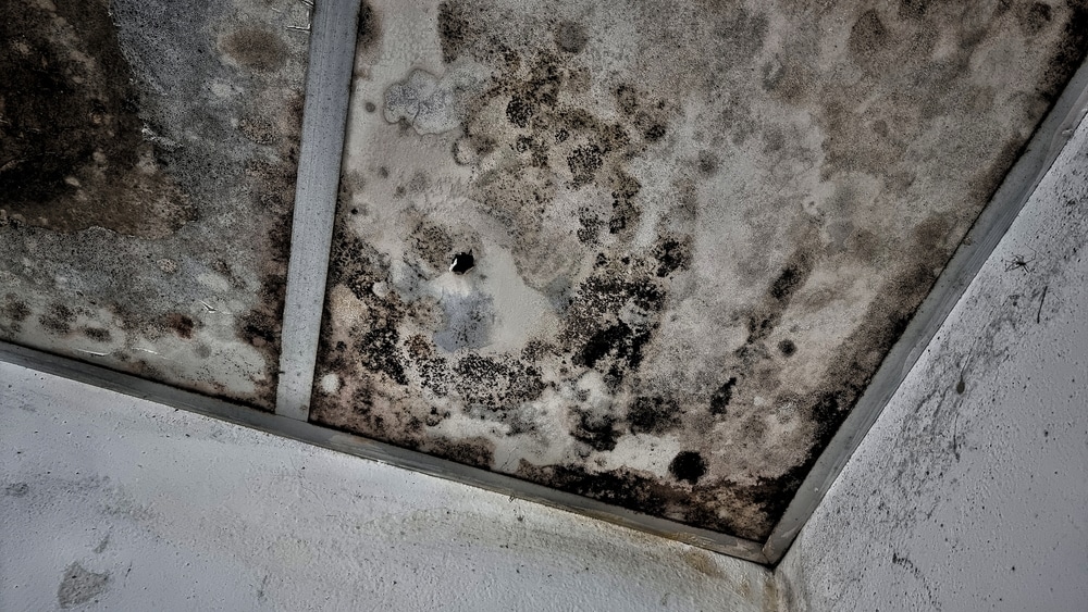 mold prevention industrial construction